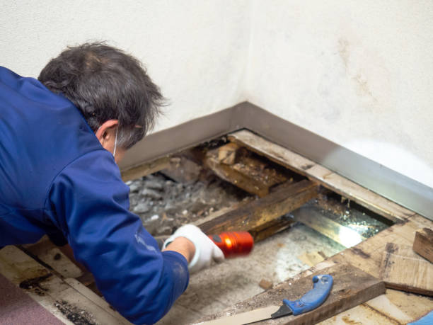 Best Mold Removal Process  in Secy, AR