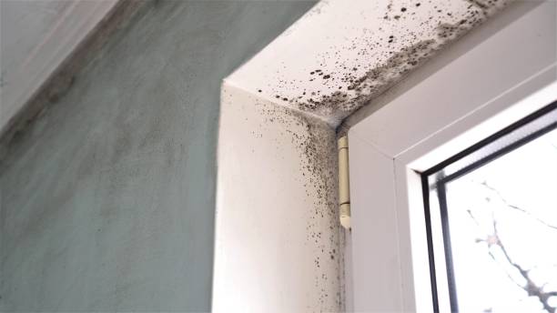 Best Local Mold Removal Service  in Secy, AR