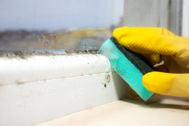 Best Office Mold Removal Services  in Secy, AR