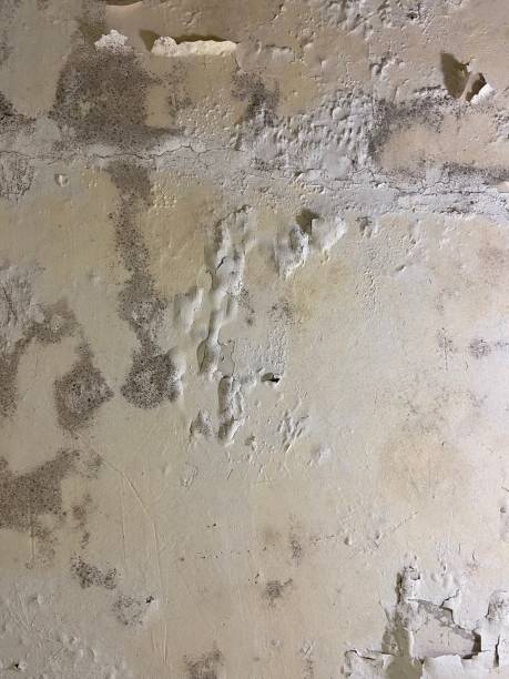Mold Removal Process in Searcy, AR