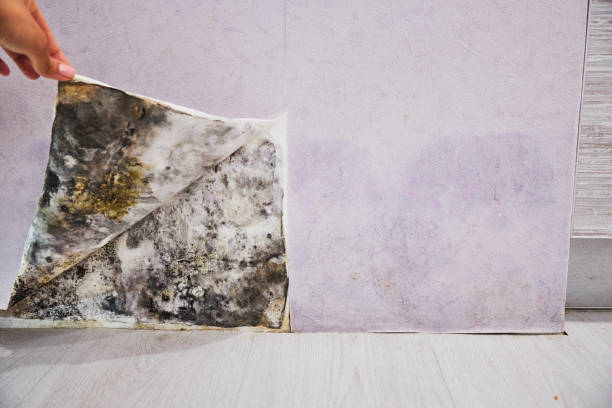 Best Fast Mold Removal  in Secy, AR